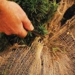 coniferen planten